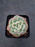 Echeveria 'Selena' 雪花