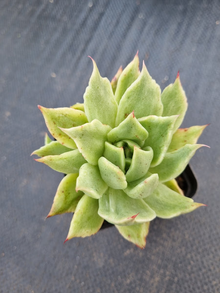 *GLGhybrid(1-1388) Echeveria cuspidata var. Zaragozae hybrid Monstrose 黑爪杂石化