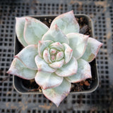 Echeveria Blue Bird 粉蓝鸟
