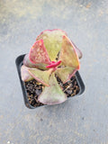 Adromischus Triflorus (Red) 爱心水泡