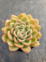 *GLGhybrid (2-241) Echeveria Agavoides hybrid 冬云杂