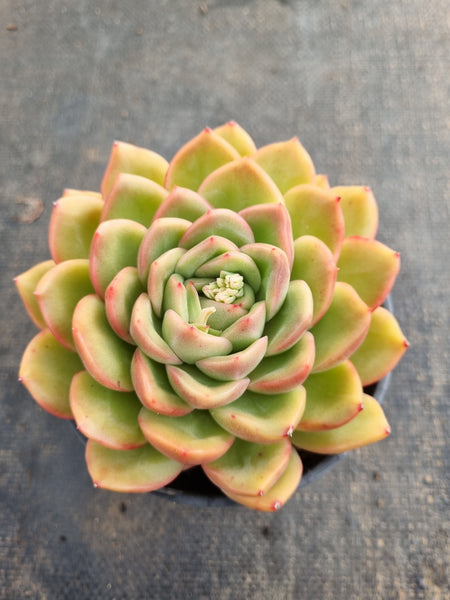 *GLGhybrid (2-241) Echeveria Agavoides hybrid 冬云杂