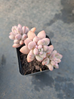 *GLGhybrid(1-1202) Graptopetalum Mendozae hybrid 丸姬杂