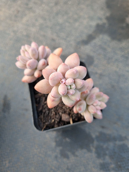 *GLGhybrid(1-1202) Graptopetalum Mendozae hybrid 丸姬杂