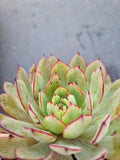 *GLGhybrid(1-594) Echeveria Ballsii Hybrid 灰姑娘杂