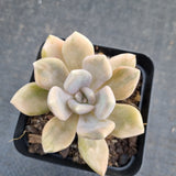 Graptophytum Supreme variegated 冬美人锦