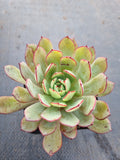 *GLGhybrid(1-594) Echeveria Ballsii Hybrid 灰姑娘杂