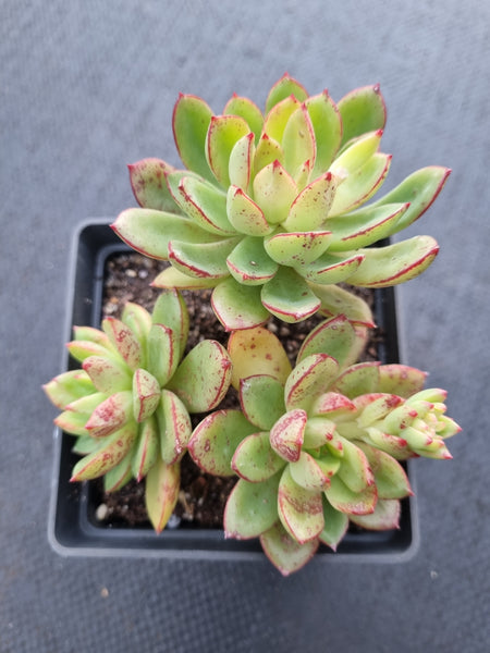 *GLGhybrid(1-1002) Echeveria Agavoides sp 黄金雨杂