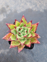 Echeveria Agavoides Lipstick aka. Red Edge口红