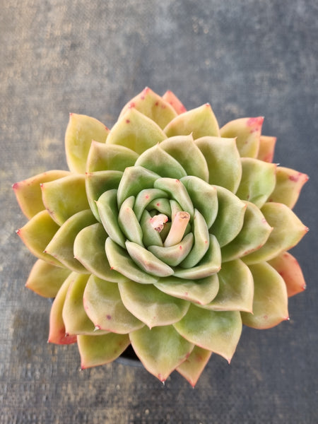 *GLGhybrid (2-90) Echeveria Champaign hybrid 香槟杂