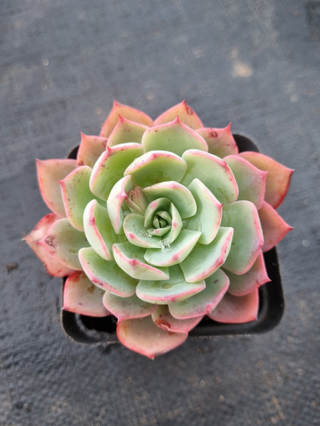 *GLGhybrid(1-994) Echeveria Laulensis hybrid 劳伦斯杂