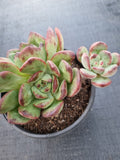 *GLGhybrid(2-232) Echeveria 'Puli-lindsayana' hybrid 宝丽安娜杂