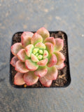 Pachyveria Paradoxa aka. Chanel 香奈儿