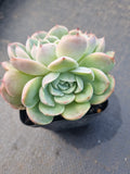 *GLGhybrid(1-1332) Echeveria Elegans 'Alba' hybrid crested 白月影杂缀化