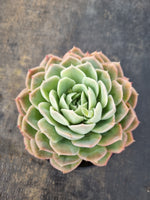 *GLGhybrid(2-117) Echeveria Mexican Snowball hybrid 墨西哥雪球杂
