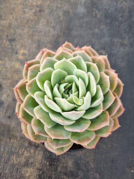 *GLGhybrid(2-117) Echeveria Mexican Snowball hybrid 墨西哥雪球杂