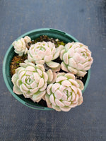 11cm pot Echeveria Iria 伊利亚