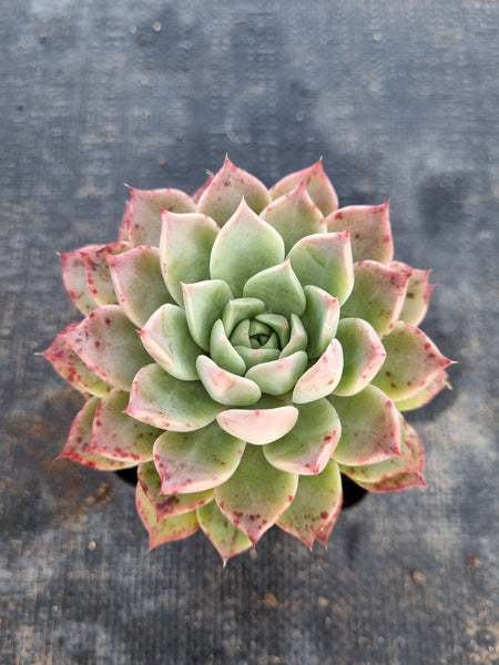 *GLGhybrid(1-128)  Echeveria Elegans 'Alba' hybrid 白月影杂