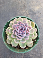 *GLGhybrid(2-252) Echeveria White Bloody Maria 白血玛