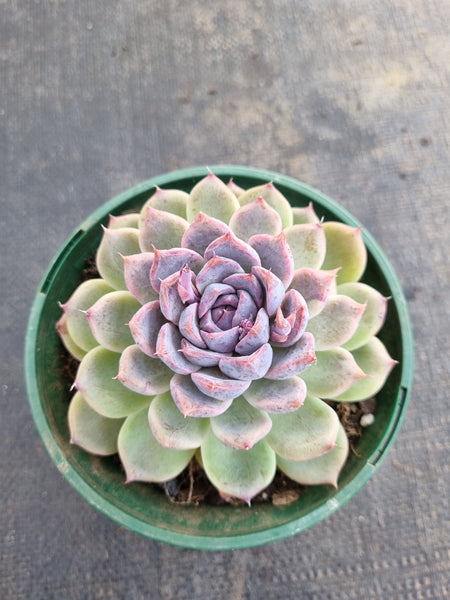 *GLGhybrid(2-252) Echeveria White Bloody Maria 白血玛