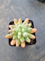 Sedum Pachyphyllum 'Koigokoro'  恋心