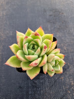 *GLGhybrid(1-686) Echeveria Agavoides hybrid 冬云杂