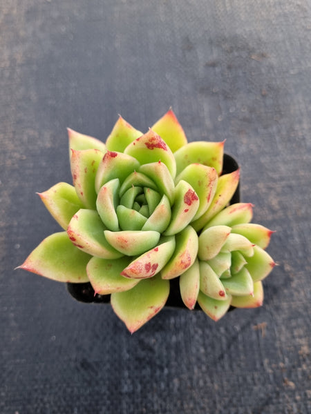 *GLGhybrid(1-686) Echeveria Agavoides hybrid 冬云杂