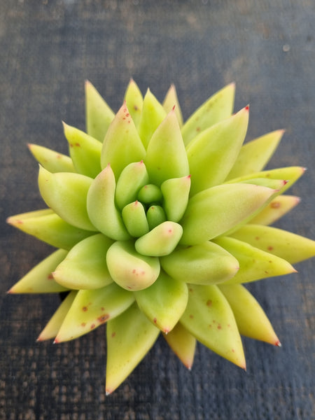 *GLGhybrid(1-1252) Echeveria agavoides Ebony hybrid 乌木杂