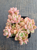 *GLGhybrid(1-837) Echeveria Sierra Hybrid 爱斯诺杂