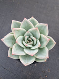 Echeveria white Champaign 白香槟