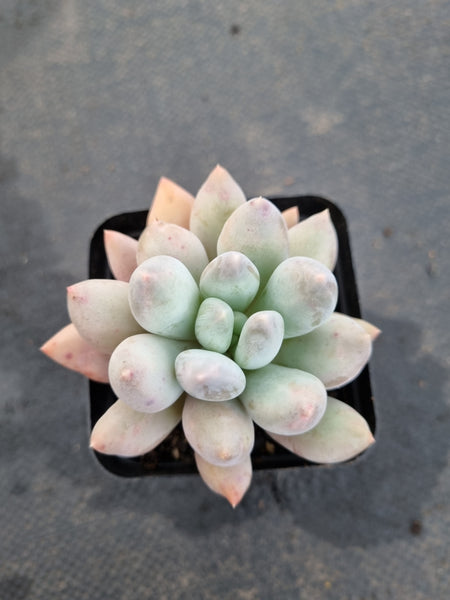 *GLGhybrid(1-1196) Pachyphytum hybrid 厚叶草属杂