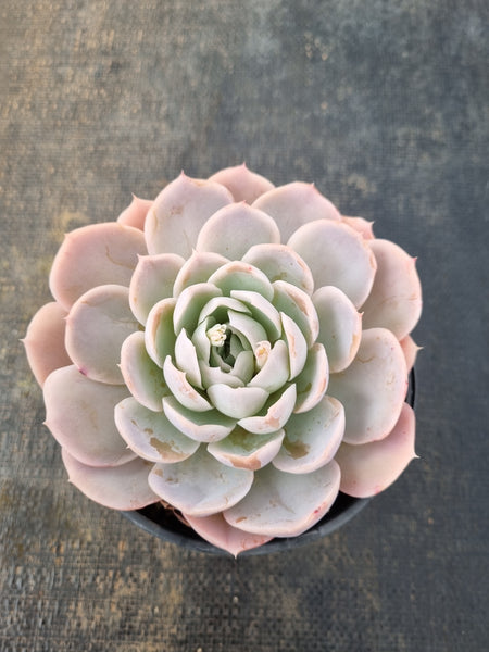 *GLGhybrid (2-93) Echeveria Simulans Ascension hybrid 蓝丝绒杂