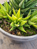 Haworthia variegated No ID