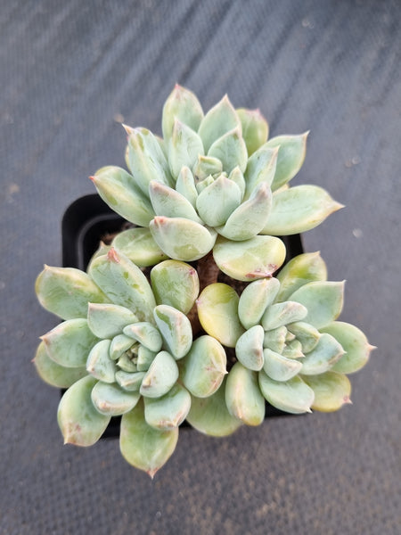 *GLGhybrid(1-1386) Pachyphytum compactum hybrid 千代田之松杂