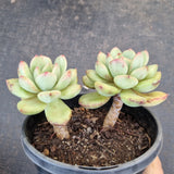 *GLGhybrid(2-385) Pachyveria Elaine hybrid 香水杂