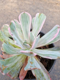 11cm pot Echeveria Hoveyi 花车锦 (variegated)