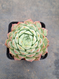 Echeveria Red Hole 朱砂痣