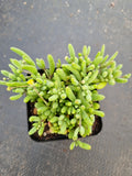 Othonna Capensis ‘Little Pickles’ 黄花新月