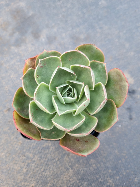 Echeveria Relena 莉莉娜