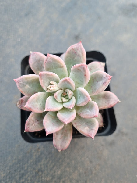 *GLGhybrid(1-1053) Pachyphytum compactum hybrid 千代田之松杂