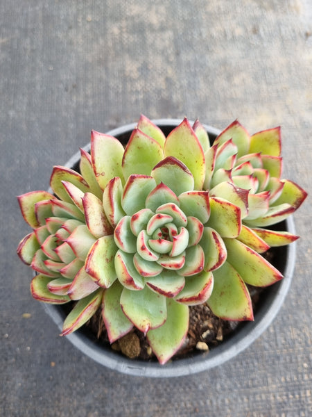 *GLGhybrid(2-234) Echeveria Puebla hybrid 普埃布拉杂