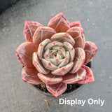 Echeveria Purple Champaign 紫香槟
