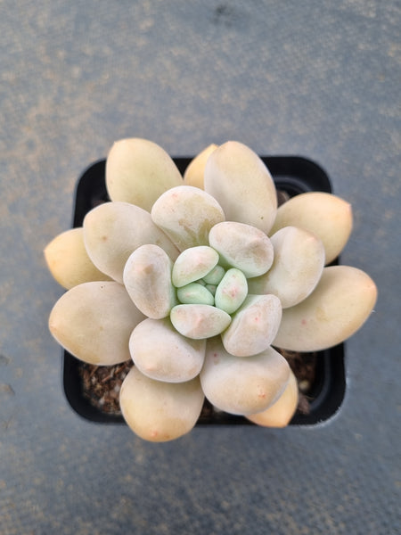 *GLGhybrid(1-1541) Pachyveria Elaine hybrid 香水杂