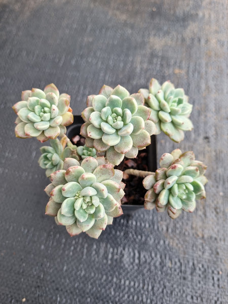 *GLGhybrid(1-612) Graptopetalum Red Bean 姬红豆
