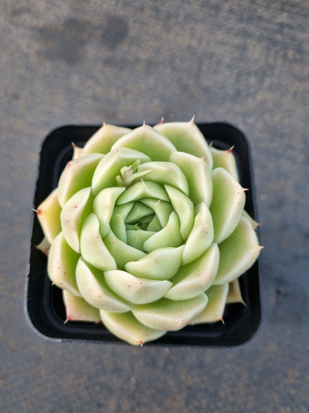 *GLGhybrid(1-1208) Echeveria malgan 麦秆