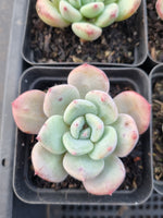 *GLGhybrid(1-906) Special hybrid pack of 4