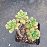 Echeveria Supia 酥皮鸭