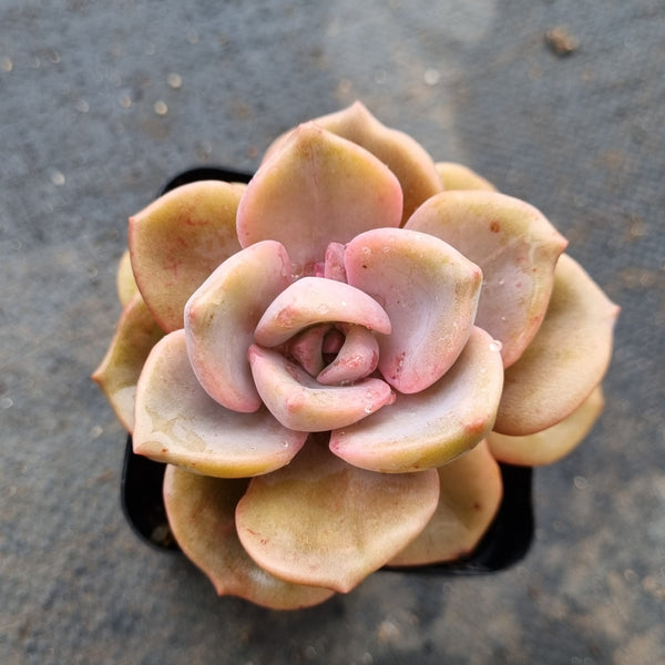 mrs richards succulent Graptoveria 'Mrs Richards/Gypsy 彩虹糖 – Greenland Garden