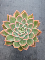*GLGhybrid(2-231) Echeveria agavoides Ebony hybrid 乌木杂