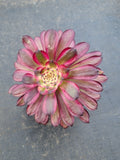 Aeonium 'Mardi gras' 红覆轮法师